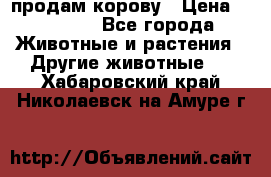 продам корову › Цена ­ 70 000 - Все города Животные и растения » Другие животные   . Хабаровский край,Николаевск-на-Амуре г.